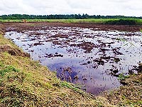 湿生草地から蘚苔類を試験的に除去