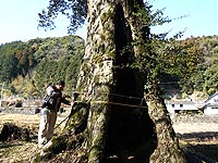 巨樹（東椎屋のイチイガシ）の胸高直径測定風景