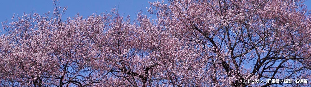 エドヒガン(群馬県)/ 撮影 : 石塚新