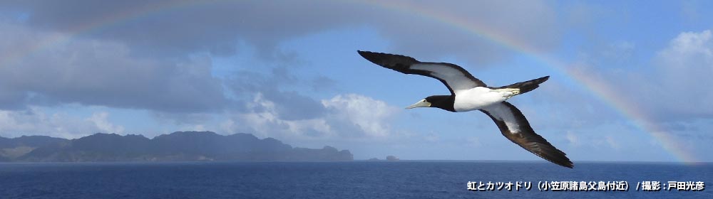 虹とカツオドリ（小笠原諸島父島付近）/ 撮影 : 戸田光彦