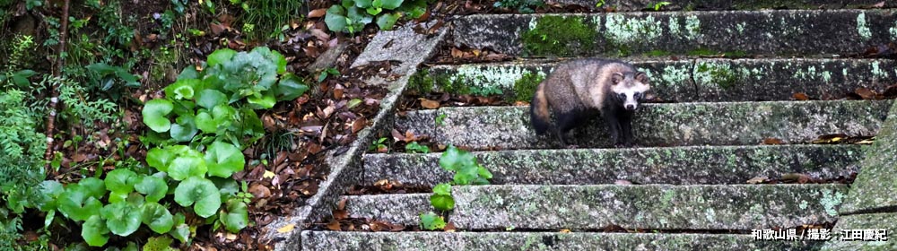 和歌山県/ 撮影 : 江田慶紀