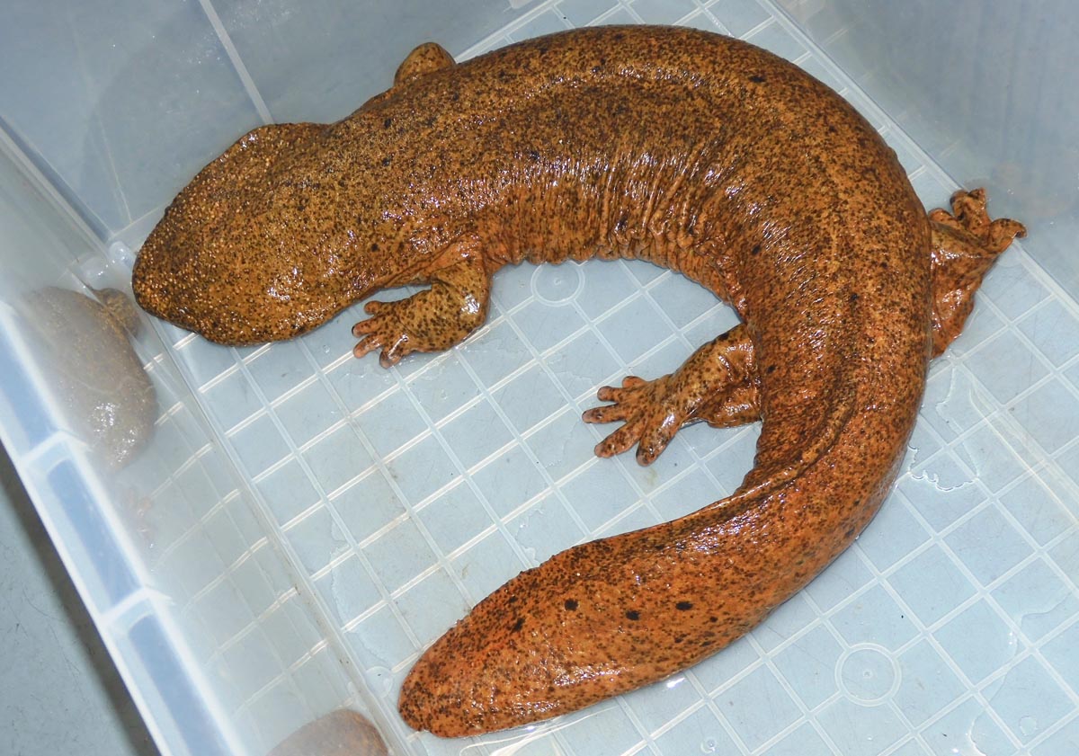 オオサンショウウオとチュウゴクオオサンショウウオとの交雑個体