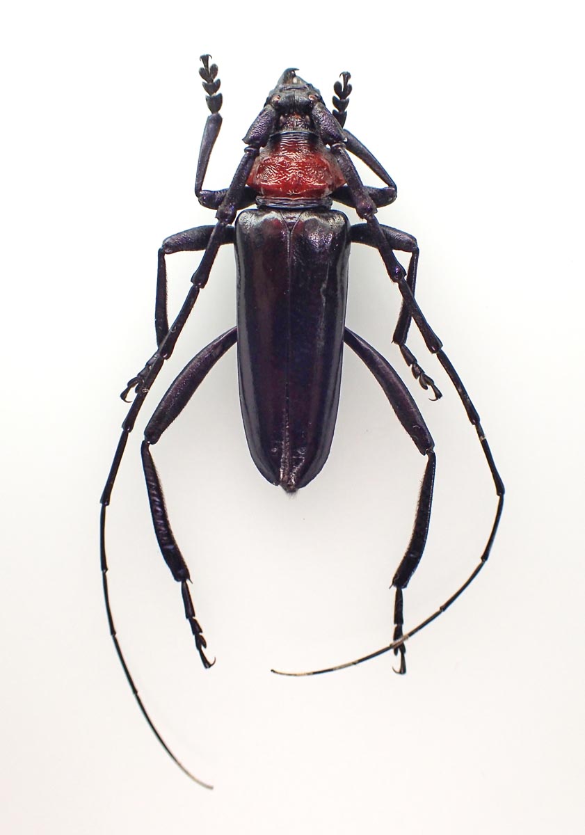 クビアカツヤカミキリ