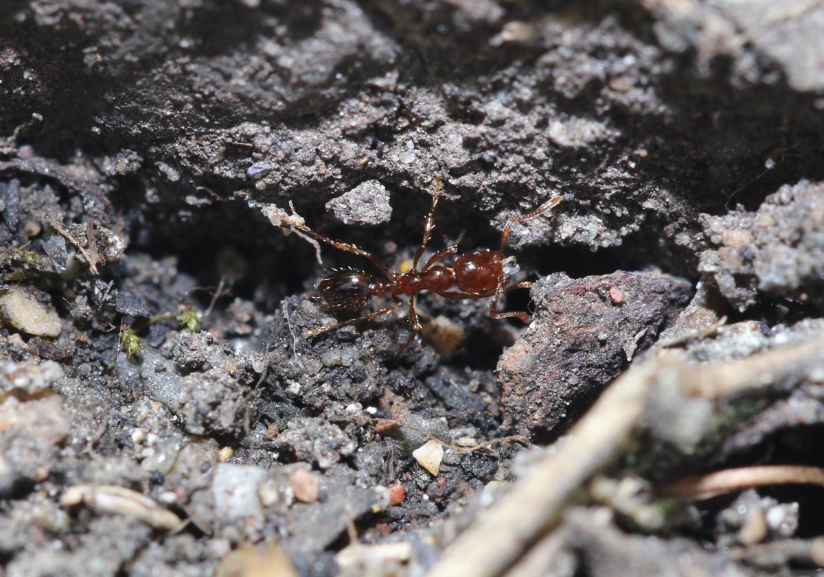 ヒアリの働きアリ