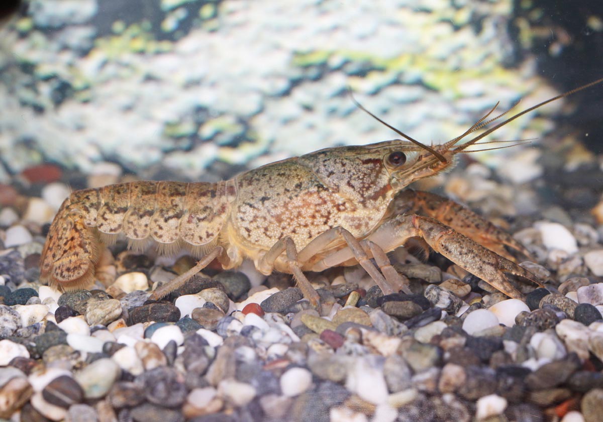 ミステリークレイフィッシュ