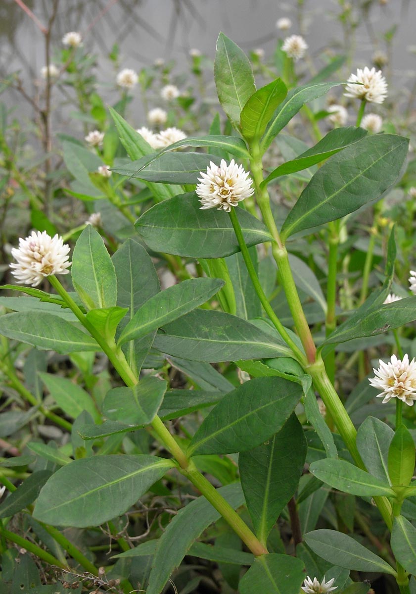 ナガエツルノゲイトウの花と葉