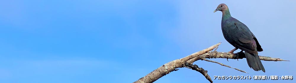 アカガシラカラスバト（東京都）/ 撮影 : 永野裕